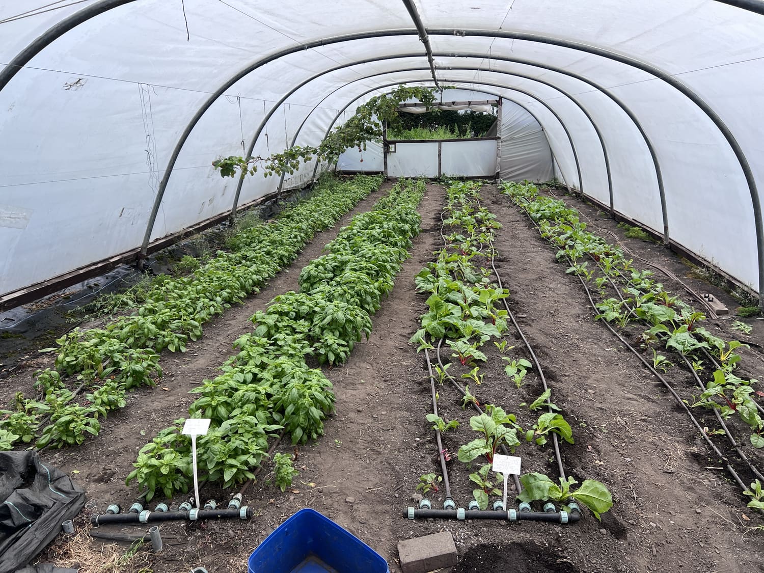 Beds inside a polytunnel at Meanwood Valley Urban Farm